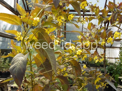 loosestrife, fringed